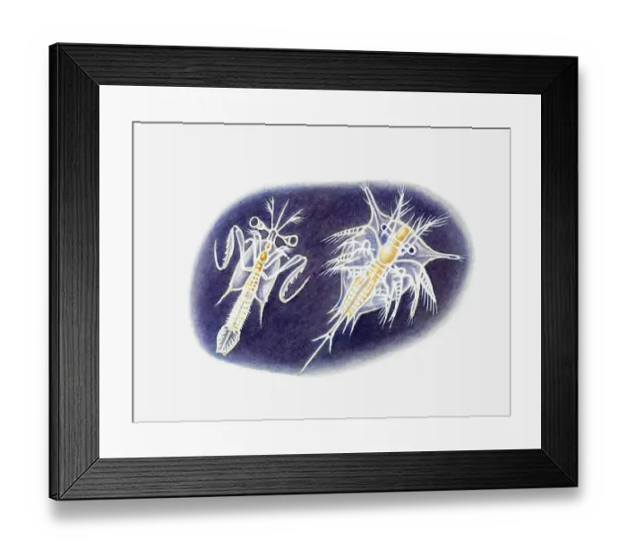 Framed Print : Illustration of young mantis shrimp and barnacle Framed Print : Illustration of young mantis shrimp and barnacle