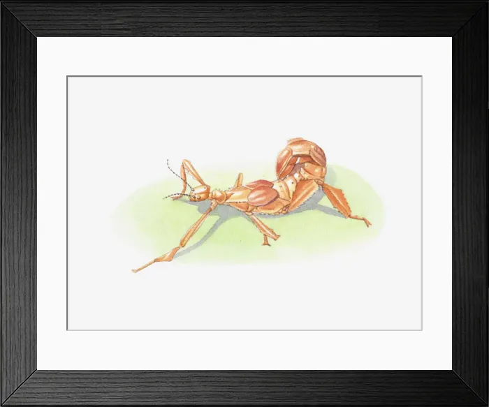 Framed Print : Illustration of young stick insect Framed Print : Illustration of young stick insect