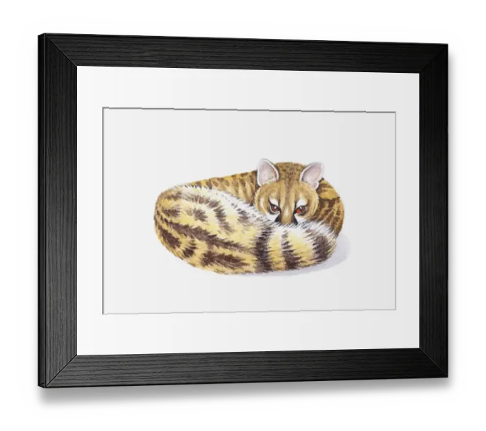 Framed Print : Illustration of Genet (Genetta), feliform with striped tail curled around body Framed Print : Illustration of Genet (Genetta), feliform with striped tail curled around body
