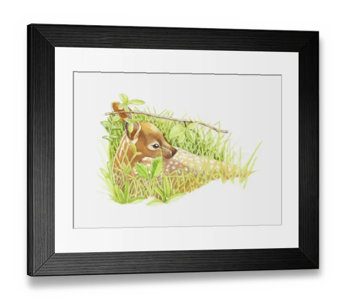 Framed Print : Illustration of young White-tailed Deer (Odocoileus virginianus) lying in long grass for protection Framed Print : Illustration of young White-tailed Deer (Odocoileus virginianus) lying in long grass for protection
