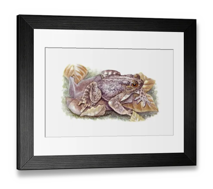 Framed Print : Illustration of Common Toad (Bufo bufo) camouflaged against wet leaf Framed Print : Illustration of Common Toad (Bufo bufo) camouflaged against wet leaf