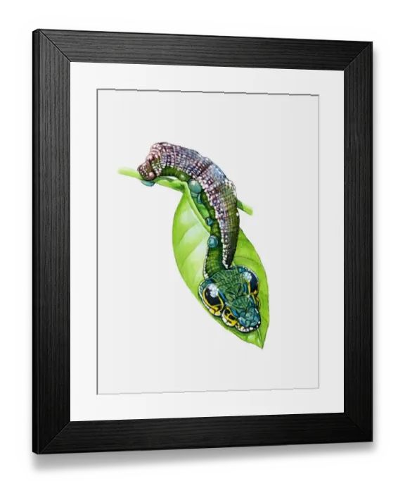 Framed Print : Illustration of Costa Rica Leaf Moth (Oxytenis modestia) caterpillar using natural camouflage on green leaf Framed Print : Illustration of Costa Rica Leaf Moth (Oxytenis modestia) caterpillar using natural camouflage on green leaf