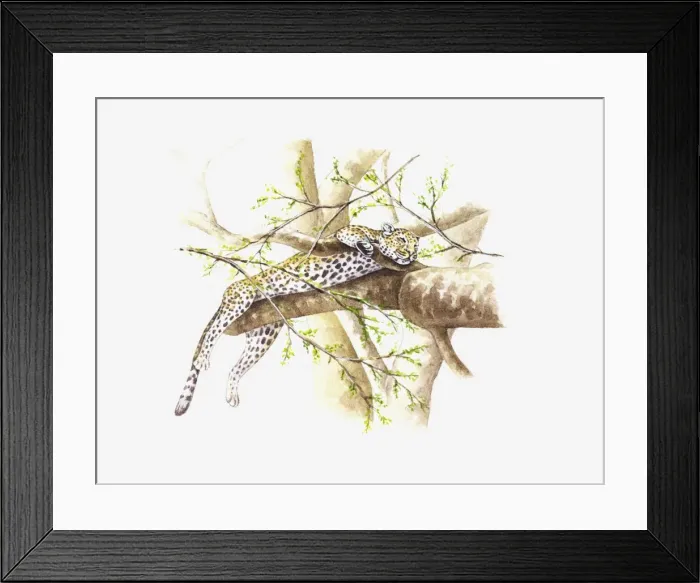 Framed Print : Illustration of Leopard (Panthera pardus) sleeping on branch in tree Framed Print : Illustration of Leopard (Panthera pardus) sleeping on branch in tree