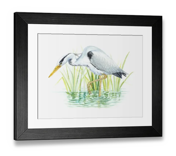 Framed Print : Illustration of Grey Heron (Ardea cinerea) wading in water for food Framed Print : Illustration of Grey Heron (Ardea cinerea) wading in water for food