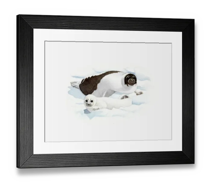 Framed Print : Illustration of Harp Seal (Pagophilus groenlandicus) adult and pup on ice Framed Print : Illustration of Harp Seal (Pagophilus groenlandicus) adult and pup on ice