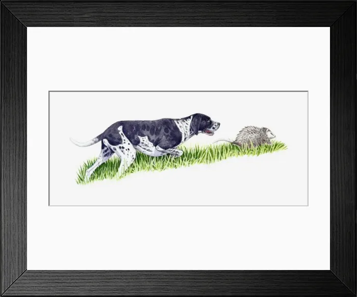 Framed Print : Illustration of Pointer chasing Opossum (Didelphimorphia) Framed Print : Illustration of Pointer chasing Opossum (Didelphimorphia)