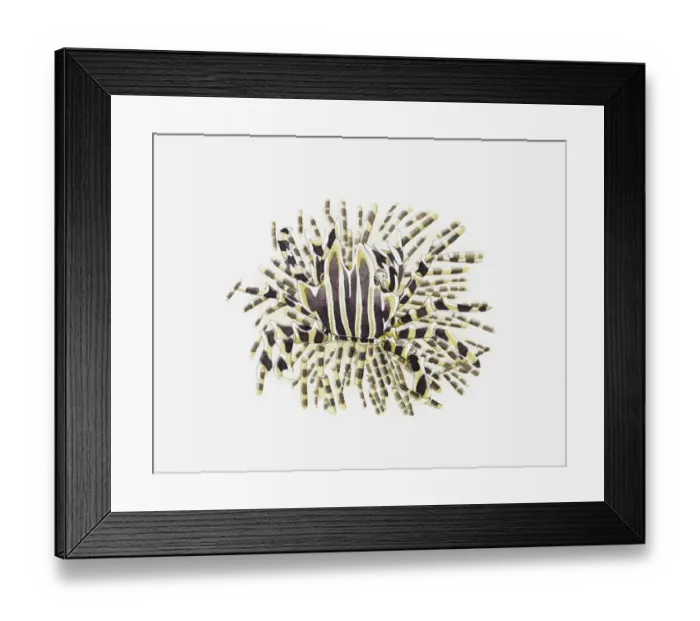 Framed Print : Illustration of Adam`s Urchin Crab (Zebrida adamsii) on sea urchin Framed Print : Illustration of Adam`s Urchin Crab (Zebrida adamsii) on sea urchin