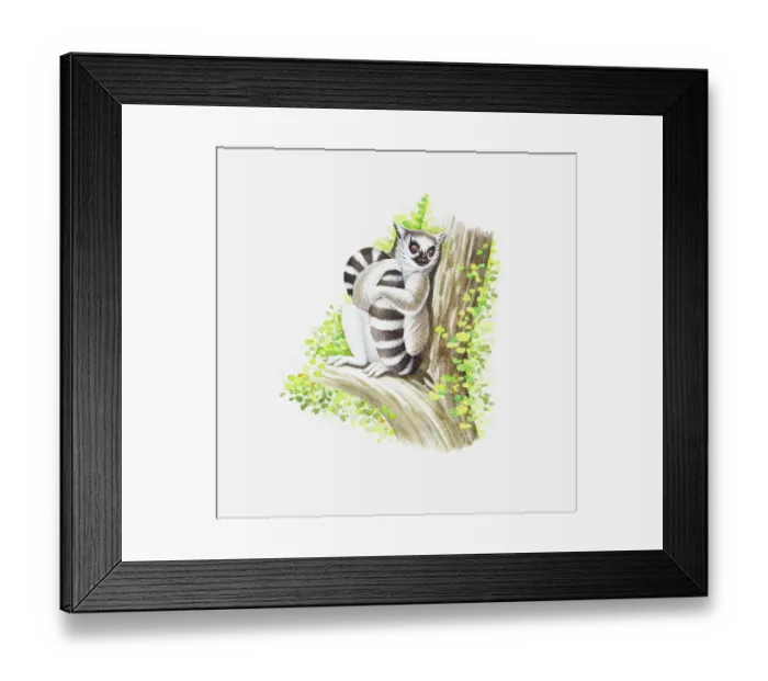 Framed Print : Illustration of Ring-tailed Lemur (Lemur catta) holding tail as it sits on branch of tree Framed Print : Illustration of Ring-tailed Lemur (Lemur catta) holding tail as it sits on branch of tree