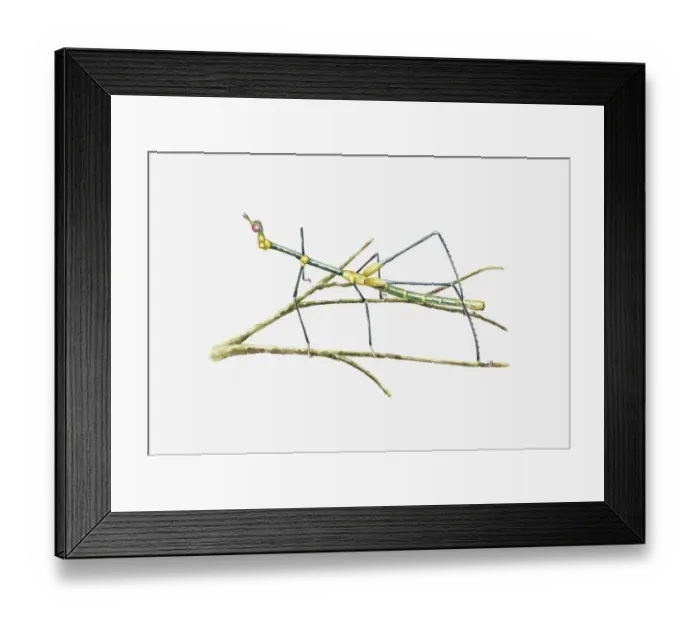Framed Print : Illustration of South American Grasshopper resembling a stick insect on stem