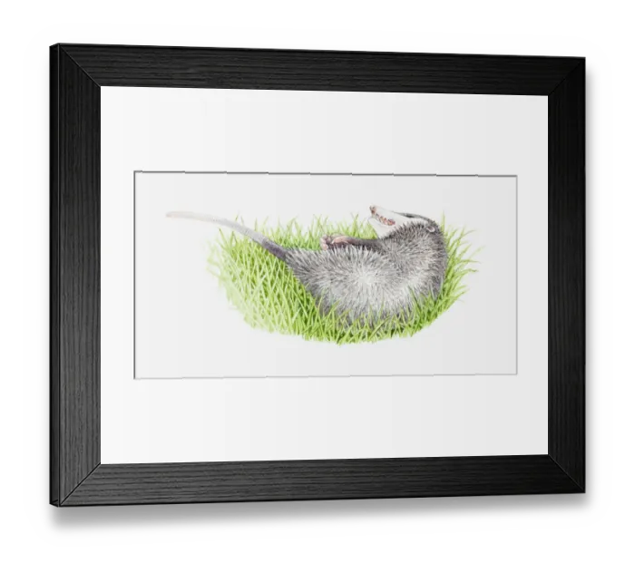 Framed Print : Illustration of Opossums (Didelphimorphia) playing dead in grass