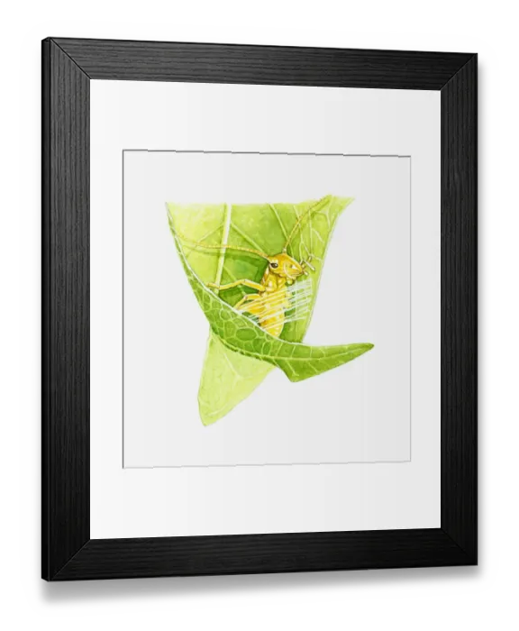 Framed Print : Illustration of Wingless Cricket (Saga pedo) in leaf Framed Print : Illustration of Wingless Cricket (Saga pedo) in leaf