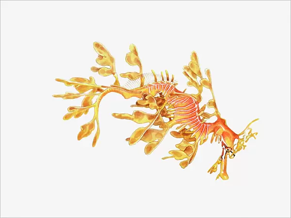 Illustration of Leafy Sea Dragon (Phycodurus eques)