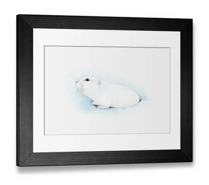 Framed Print : Illustration of Arctic Lemming (Dicrostonyx torquatus) emerging from hole in snow Framed Print : Illustration of Arctic Lemming (Dicrostonyx torquatus) emerging from hole in snow