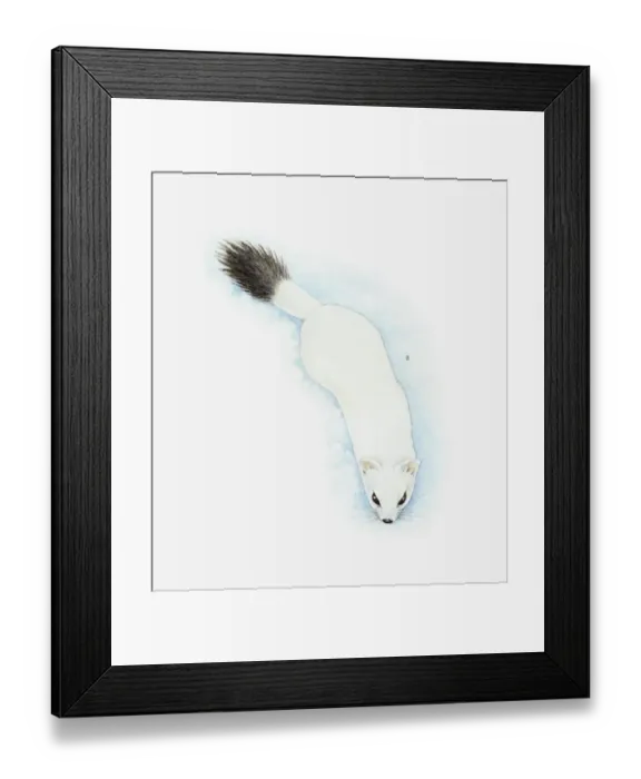 Framed Print : Illustration of Stoat (Mustela erminea) in white winter fur with black tip to tail Framed Print : Illustration of Stoat (Mustela erminea) in white winter fur with black tip to tail
