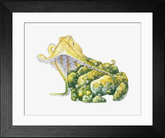 Framed Print : Illustration of Octopus gripping rock with tentacle underwater Framed Print : Illustration of Octopus gripping rock with tentacle underwater