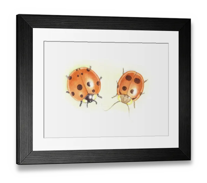 Framed Print : Illustration of Ladybird (Coccinellidae) next to cockroach that looks like a ladybird