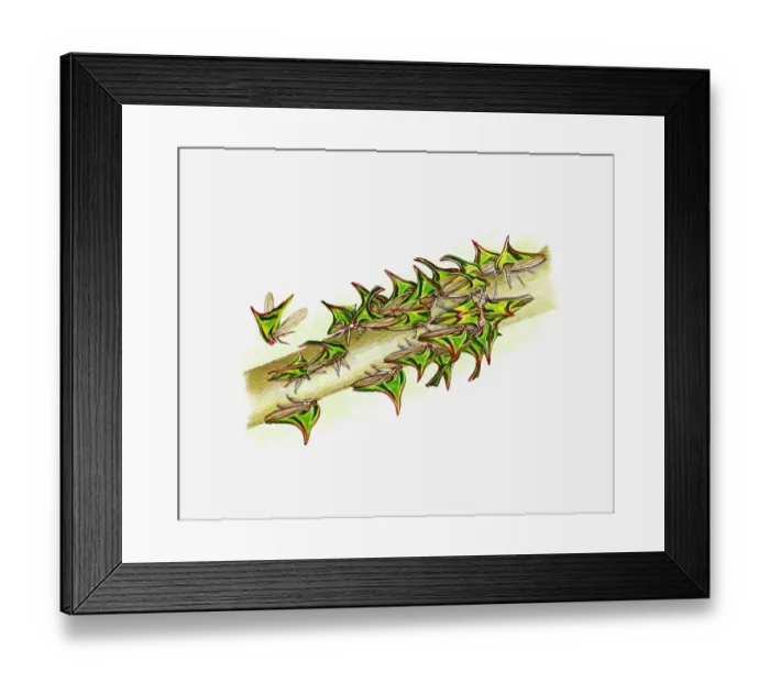 Framed Print : Illustration of green Treehoppers on branch Framed Print : Illustration of green Treehoppers on branch