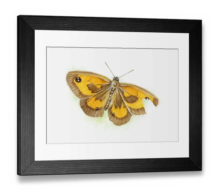 Framed Print : Illustration of butterfly with injured wing after attack on imitation eye Framed Print : Illustration of butterfly with injured wing after attack on imitation eye