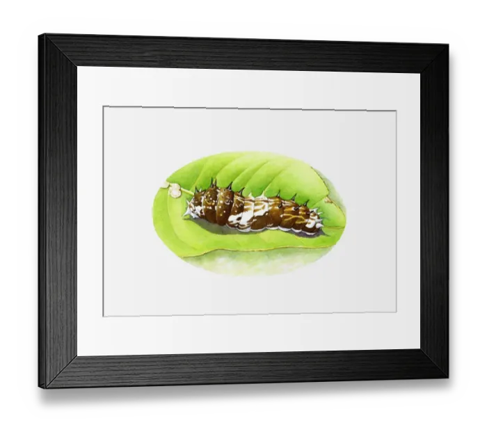 Framed Print : Illustration of King Swallowtail butterfly (Papilio thoas) brown and white caterpillar on green leaf Framed Print : Illustration of King Swallowtail butterfly (Papilio thoas) brown and white caterpillar on green leaf