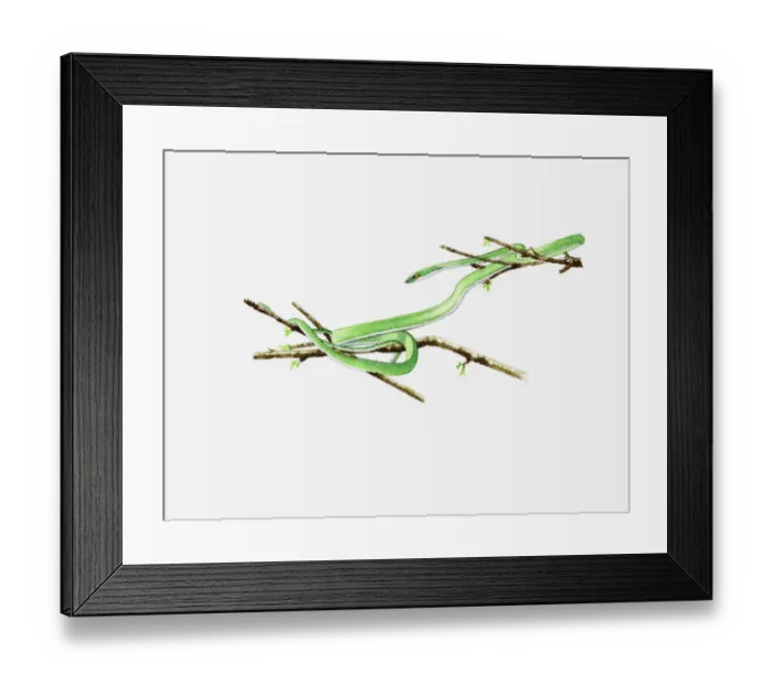 Framed Print : Illustration of Green Vine Snake (Oxybelis fulgidus) curled around branch