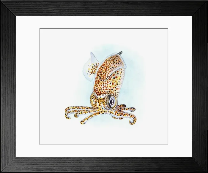 Framed Print : Illustration of spotted Cuttlefish underwater Framed Print : Illustration of spotted Cuttlefish underwater