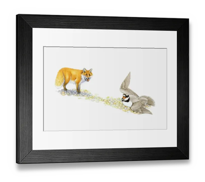 Framed Print : Illustration of Ringed Plover flapping wings to protect eggs as Red Fox stands nearby Framed Print : Illustration of Ringed Plover flapping wings to protect eggs as Red Fox stands nearby