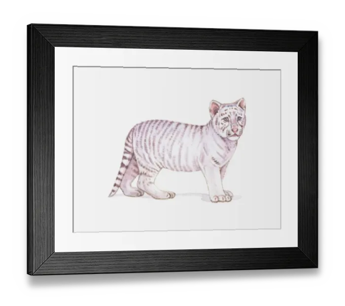 Framed Print : Illustration of a White tiger cub (Panthera tigris) Framed Print : Illustration of a White tiger cub (Panthera tigris)