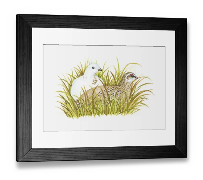 Framed Print : Illustration of Rock Ptarmigan (Lagopus muta) with male in white winter plumage and female with summer plumage sitting in long grass Framed Print : Illustration of Rock Ptarmigan (Lagopus muta) with male in white winter plumage and female with summer plumage sitting in long grass