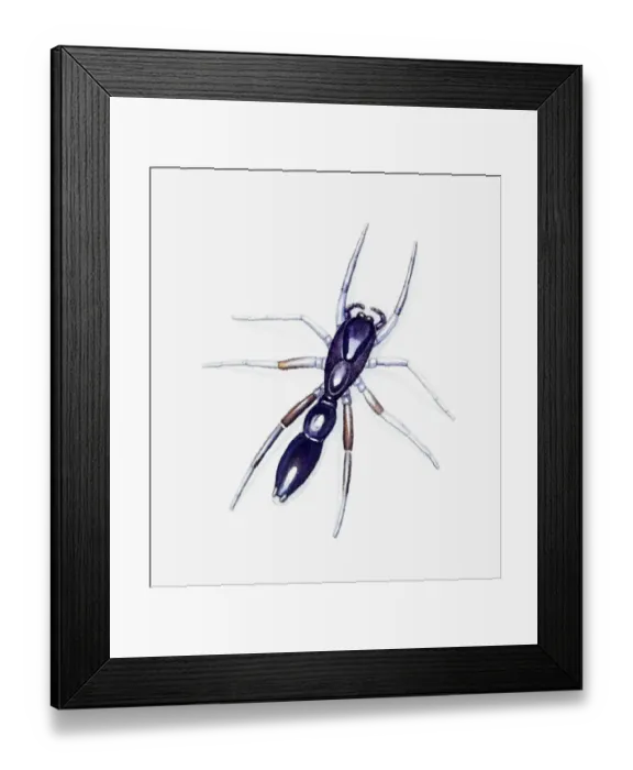 Framed Print : Illustration of Jumping Spider Framed Print : Illustration of Jumping Spider