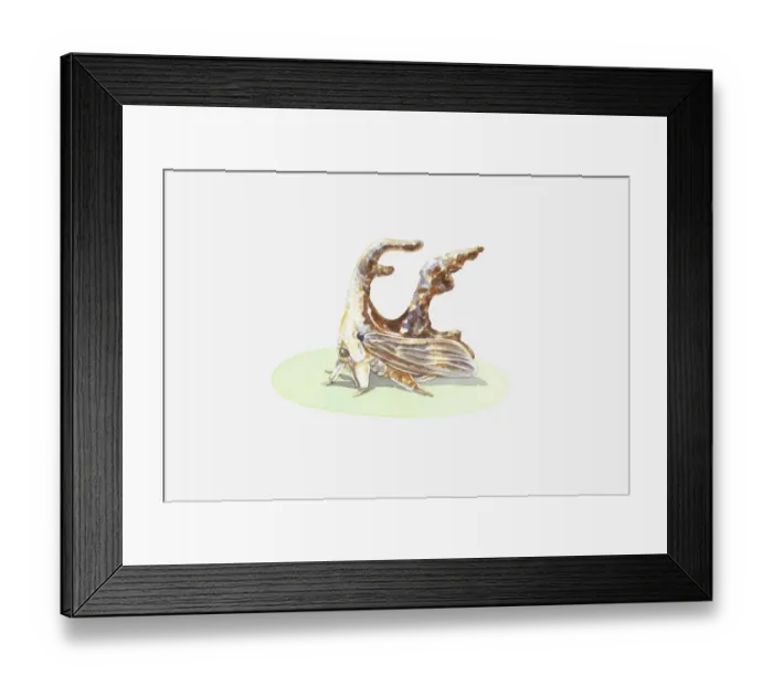 Framed Print : Illustration of Treehopper showing unusual shape and wing Framed Print : Illustration of Treehopper showing unusual shape and wing
