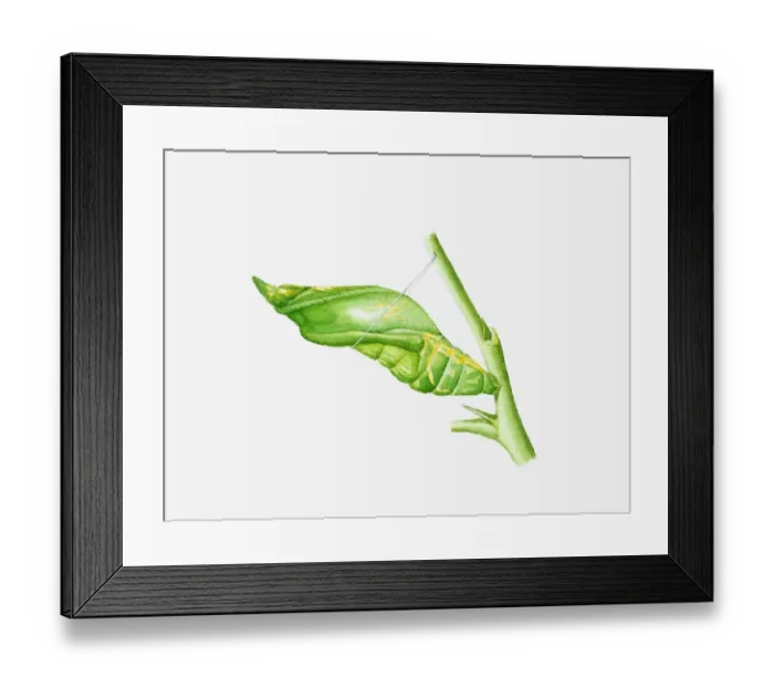 Framed Print : Illustration of Citrus Swallowtail (Papilio demodocus) butterfly cocoon on stem Framed Print : Illustration of Citrus Swallowtail (Papilio demodocus) butterfly cocoon on stem