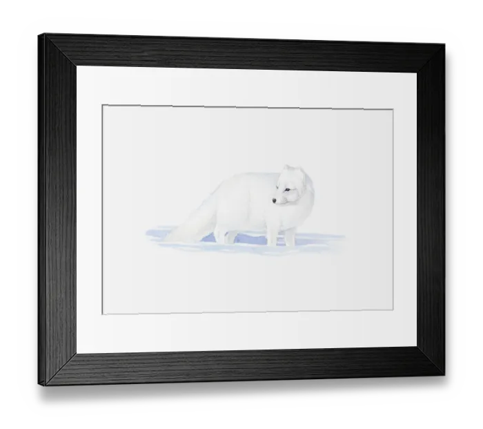 Framed Print : Illustration of white Arctic Fox (Vulpes lagopus) in snow Framed Print : Illustration of white Arctic Fox (Vulpes lagopus) in snow