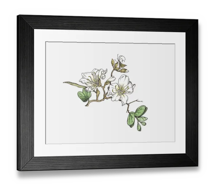 Framed Print : Illustration of white Bauhinia flowers on stem with green leaves Framed Print : Illustration of white Bauhinia flowers on stem with green leaves