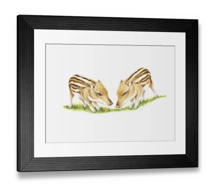 Framed Print : Illustration of two Wild Boar (Sus scrofa) piglet