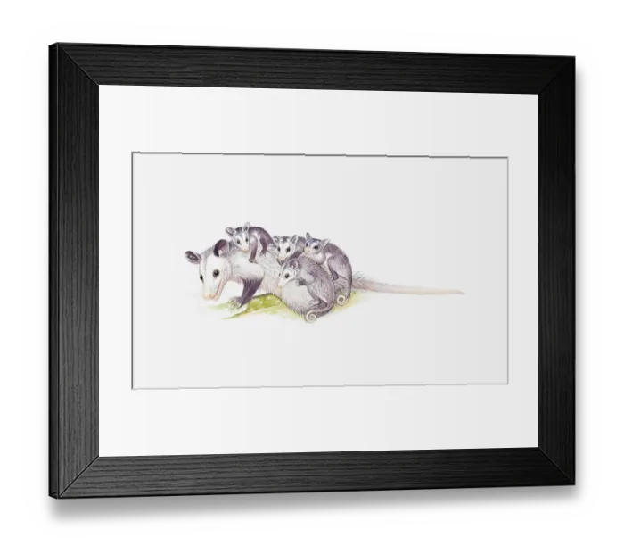 Framed Print : Illustration of female Opossum (Didelphimorphia) with young Framed Print : Illustration of female Opossum (Didelphimorphia) with young