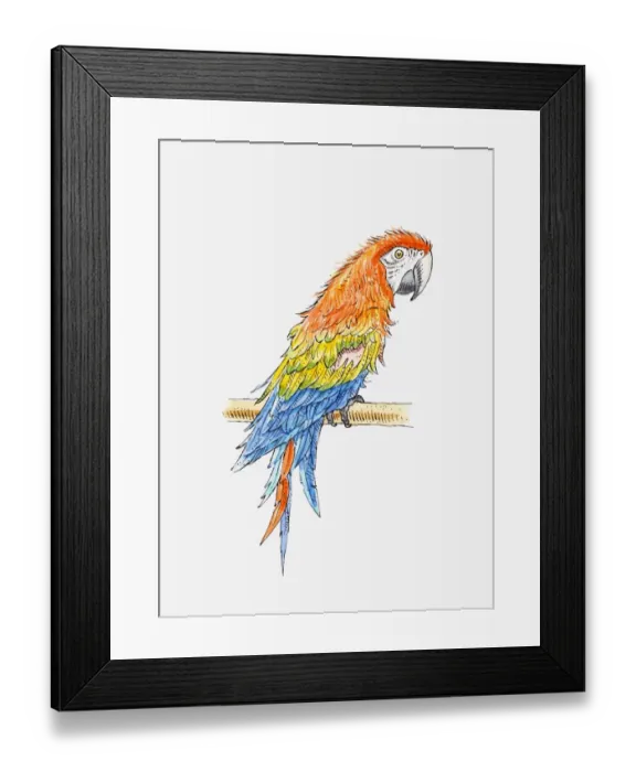 Framed Print : Illustration of Green-winged macaw (Ara chloropterus)