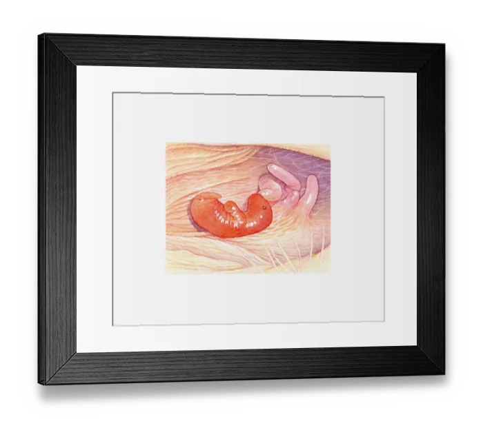 Framed Print : Illustration of newborn marsupial in mothers pouch near nipple