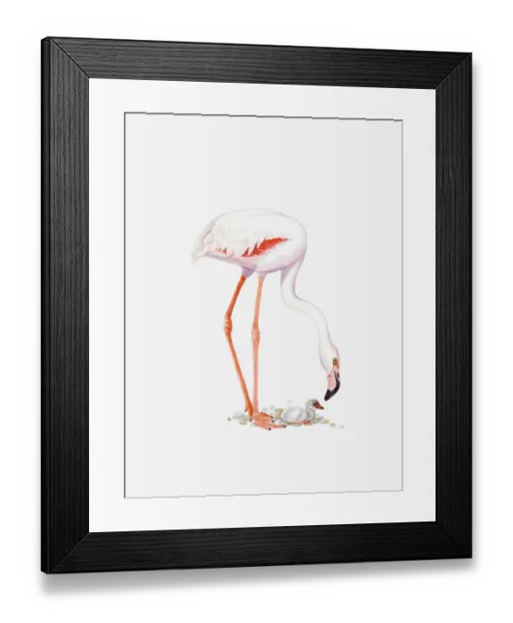 Framed Print : Illustration of Greater Flamingo (Phoenicopterus roseus) with chick on nest of pebbles Framed Print : Illustration of Greater Flamingo (Phoenicopterus roseus) with chick on nest of pebbles