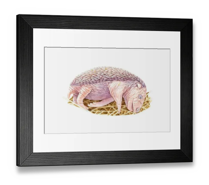 Framed Print : Illustration of newborn European Hedgehog (Erinaceus europaeus) sleeping in nest Framed Print : Illustration of newborn European Hedgehog (Erinaceus europaeus) sleeping in nest