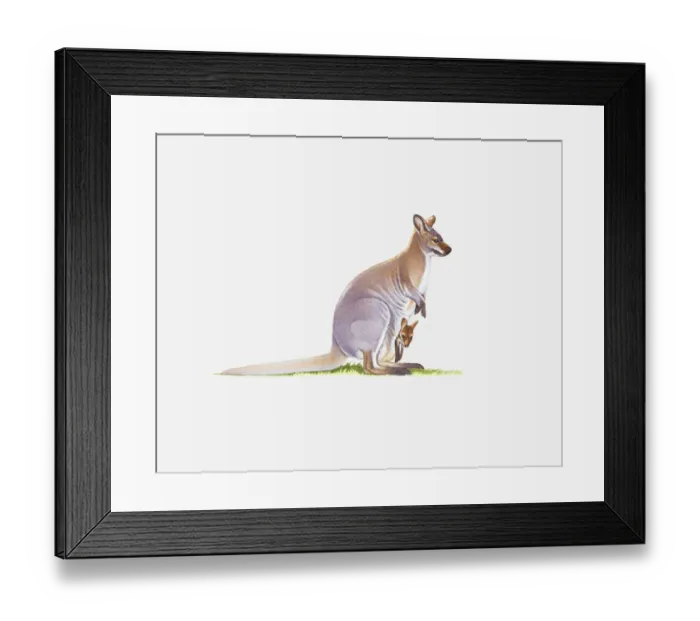 Framed Print : Illustration of wamp Wallaby (Wallabia bicolor) with joey in pouch Framed Print : Illustration of wamp Wallaby (Wallabia bicolor) with joey in pouch