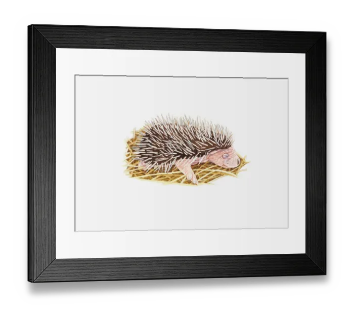 Framed Print : Illustration of baby European Hedgehog (Erinaceus europaeus) in nest Framed Print : Illustration of baby European Hedgehog (Erinaceus europaeus) in nest