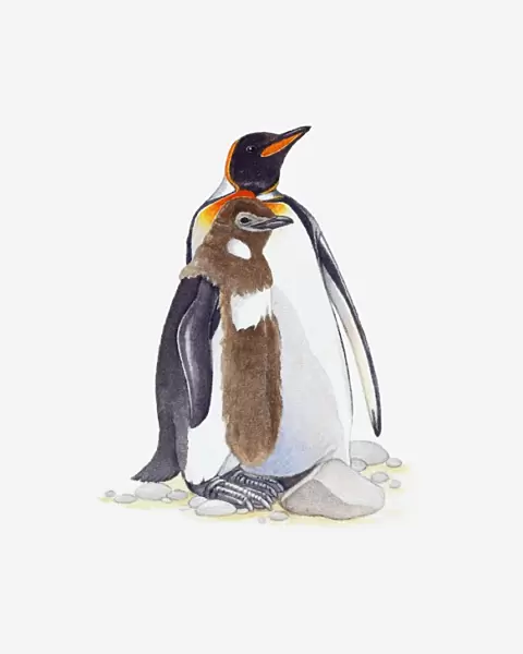 Illustration of King Penguin (Aptenodytes patagonicus) with molting chick