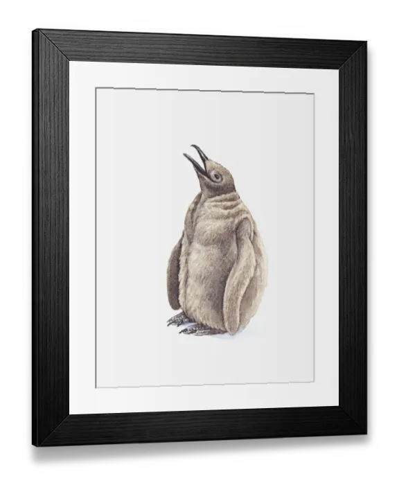 Framed Print : Illustration of King Penguin (Aptenodytes patagonicus) chick Framed Print : Illustration of King Penguin (Aptenodytes patagonicus) chick