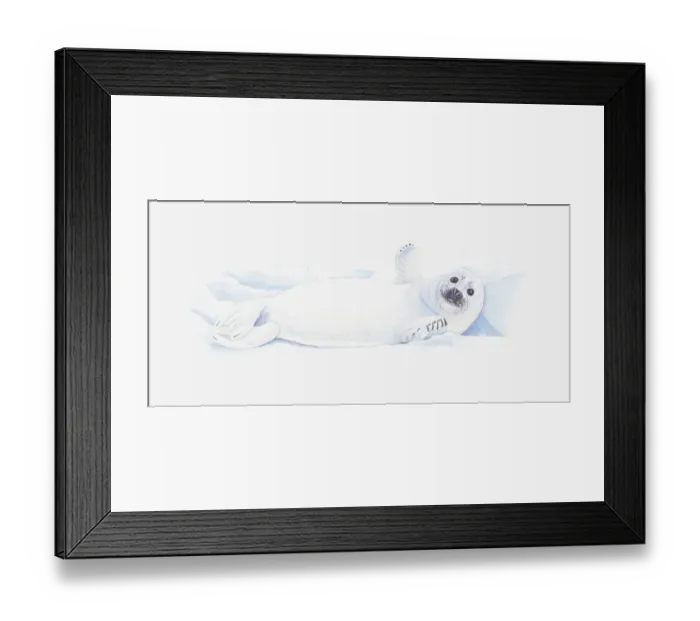 Framed Print : Illustration of baby Antarctic Fur Seal (Arctocephalus gazella) lying on back in snow