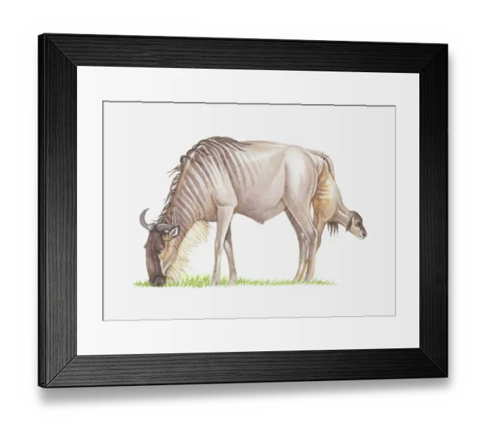 Framed Print : Illustration of wildebeest giving birth while grazing Framed Print : Illustration of wildebeest giving birth while grazing