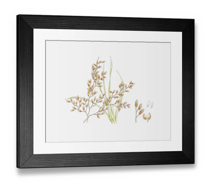 Framed Print : Illustration of Zizania (Wild Rice) and seeds Framed Print : Illustration of Zizania (Wild Rice) and seeds