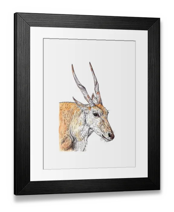 Framed Print : Illustration of head and shoulders of Common Eland (Taurotragus oryx) Framed Print : Illustration of head and shoulders of Common Eland (Taurotragus oryx)