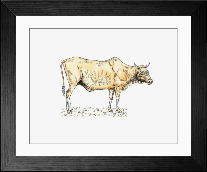 Framed Print : Illustration of Nguni bull Framed Print : Illustration of Nguni bull