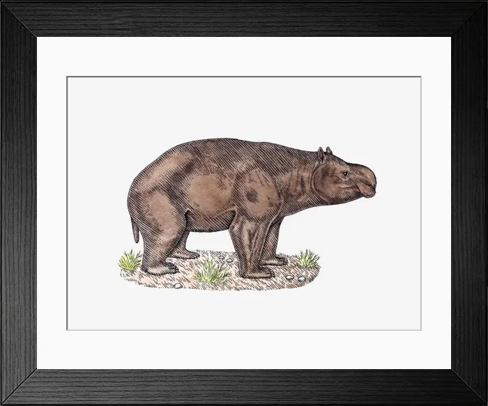 Framed Print : Illustration of Diprotodon Framed Print : Illustration of Diprotodon