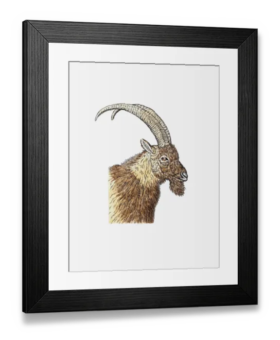Framed Print : Illustration of Bezoar Ibex (Capra aegagrus aegagrus) head of wild goat in profile showing curved hors Framed Print : Illustration of Bezoar Ibex (Capra aegagrus aegagrus) head of wild goat in profile showing curved hors